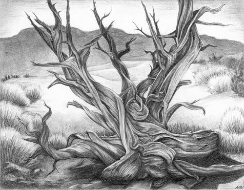 “Dessicated Juniper" Charcoal Art Print by Kelsey Koprowski