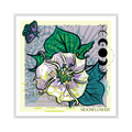 "Moonflower" Square Postcard by Desert Edge Design