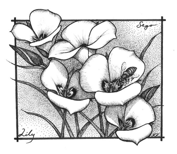 "Sego Lily" 5"x7" Art Print by kelsey Koprowski
