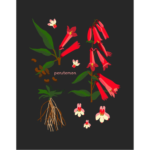 "Penstemon" Desert Botanical Card by Holli Zollinger