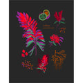 "Indian Paintbrush" Desert Botanical Card by Holli Zollinger