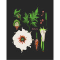 "Datura" Desert Botanical Card by Holli Zollinger